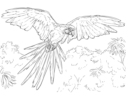 Blue And Yellow Macaw Coloring Page